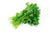 Fresh Coriander
