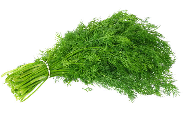 Fresh Dill